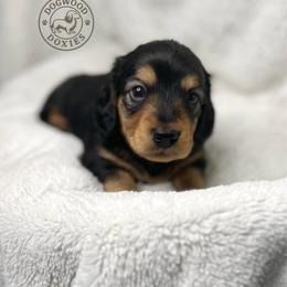 Pancake - Black and tan male Dachshund puppy in Monroe, North Carolina from Dogwood Doxies