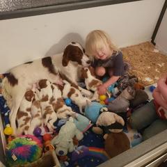 Clumber Spaniel and Irish Red and White Setter Puppies from NyaStar & Chequamegon