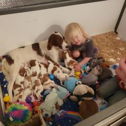 Clumber Spaniel and Irish Red and White Setter Puppies from NyaStar & Chequamegon