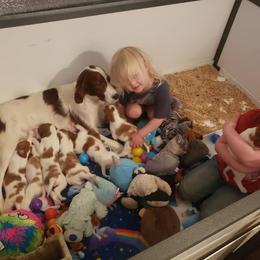Clumber Spaniel and Irish Red and White Setter Puppies from NyaStar & Chequamegon
