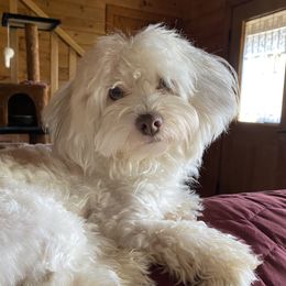 Katie - Havanese