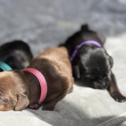 Doberman Pinscher Puppies from Haus of Hound
