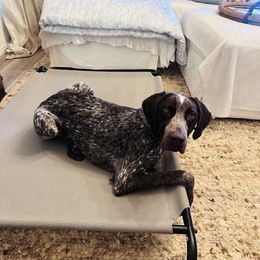 Frankly - Liver roan male German Shorthaired Pointer puppy in Austin, Texas from GSP Pointer Family