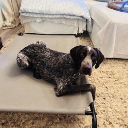 Frankly - Liver roan male German Shorthaired Pointer puppy in Austin, Texas from GSP Pointer Family