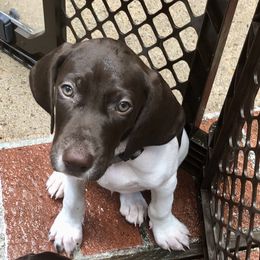 German Shorthaired Pointer Puppies from Blue Mountain GSP's