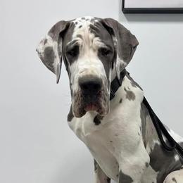 French Bulldogs and Great Danes from Starr Creek Danes & Frenchies
