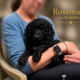Rosemary Von BridleWoof - Phantom female Goldendoodle puppy in East Otis, Massachusetts from BridleWoof