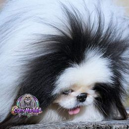 Pekingese Puppies from Color Me Bad Pekingese