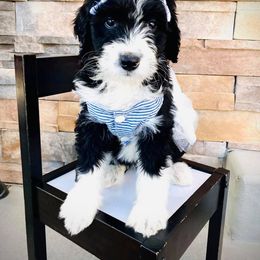 Aussiedoodle and Bernedoodle Puppies from Deer Canyon Family Doodles