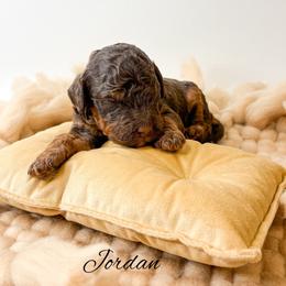 Jordan - Phantom male Goldendoodle puppy in from Pink Poodles and Doodles