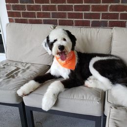 Goldendoodle and Sheepadoodle All Grown Up from Paw City Doodles