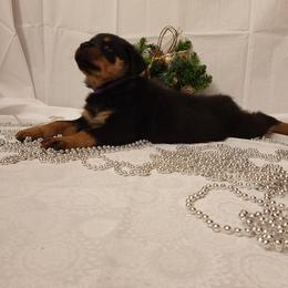 Rottweiler Puppies from Von Nuffosttor Rottweilers