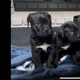 Boy 1 - Black Cane Corso puppy in South Carolina from Spagnolo Cane Corso