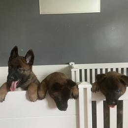 Belgian Malinois Puppies from Focused Obedient Belgian Malinois