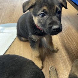 German Shepherd Puppies from Dady Shepherds