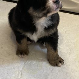 Miniature Australian Shepherd Puppies from Southern Maine Aussies