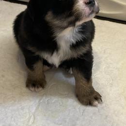 Miniature Australian Shepherd Puppies from Southern Maine Aussies