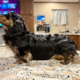 Goose - Dachshund