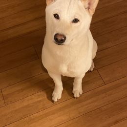Yokai - Shiba Inu