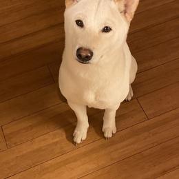 Yokai - Shiba Inu
