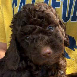 Blanche - Chocolate female Labradoodle puppy in Lancaster, California from Mini Doodles