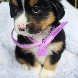 Please read description - Black tri female Miniature American Shepherd puppy in Georgetown, California from Foothill Aussies
