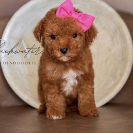 Basil - Red  female Goldendoodle puppy in Amarillo, Texas from Blackwater Doodles