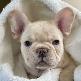 Boy 1 - Cream French Bulldog puppy in Ellensburg, Washington from Rodeo City Frenchies