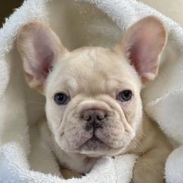 Boy 1 - Cream French Bulldog puppy in Ellensburg, Washington from Rodeo City Frenchies