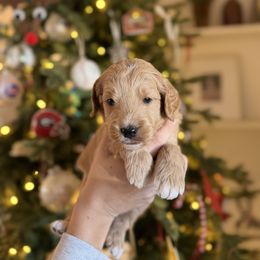 Mr. Red - Apricot male Goldendoodle puppy in Athens, Georgia from Moore Goldendoodles