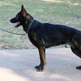 German Shepherds from z Hodinek