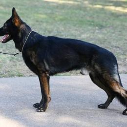 German Shepherds from z Hodinek