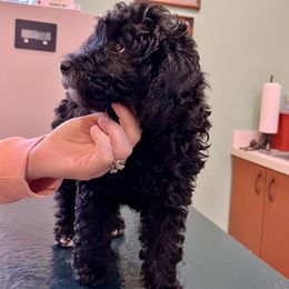 "Eve at the vet for her second vaccines " Goldendoodle Puppies from Christi's Goldendoodles