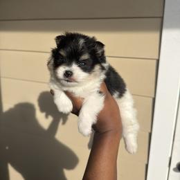 Jessie - Black parti female Pomeranian puppy in Hampton, Virginia from Hearts Of Love