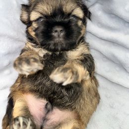 George - Sable male Shih Tzu puppy in Kettering, Ohio from LaDawn’s Little Lions