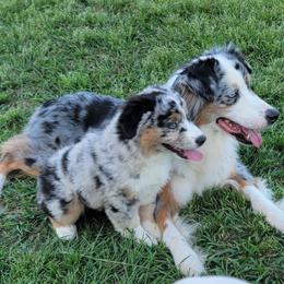 PJ - Blue merle female Miniature American Shepherd puppy in Foley, Alabama from MorningStar Miniature American Shepherds