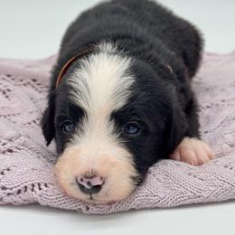 Domino - Black and white male Bernedoodle puppy in Claremont, North Carolina from Magnolia Grove Farms