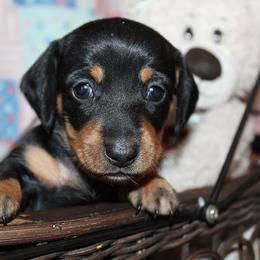 Boy 1 - Black and tan male Dachshund puppy in Craig, Colorado from Rocky Mountain Shih Tzus and Dry Creek Miniature Dachshunds