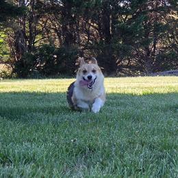 Flirt - Black and tan female Pembroke Welsh Corgi puppy in Powhatan, Virginia from Ranch Hand Corgis