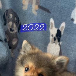 Pomeranian puppies from ShoddFurBabies