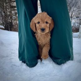 Boy 4- silver - Red  male Goldendoodle puppy in Mattawan, Michigan from Doodifuldoods