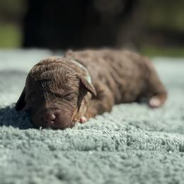 Strawberry Shortcake - Phantom female Poodle puppy in Arkoma, Oklahoma from My Muse Poodles