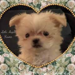Mi-Ki Puppies from Little Angels Mi-Kis