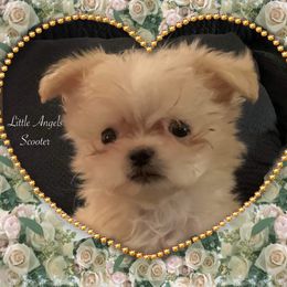 Mi-Ki Puppies from Little Angels Mi-Kis