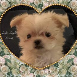 Mi-Ki Puppies from Little Angels Mi-Kis
