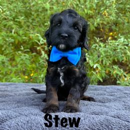 Monarch Stew - Tri-color male Australian Labradoodle puppy in Rochester, Michigan from Monarch Labradoodles