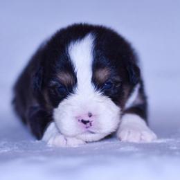 Lola - Black tri-color female Australian Shepherd puppy in Easton, Missouri from MMA Kennel
