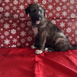 Daisy - Brindle female Irish Wolfhound puppy in Ashland, Ohio from Castle Keep Hounds, LLC