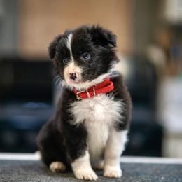 Midnight (Red) - Black and white male Border Collie puppy in Lodi, California from R3 Sport Dogs (Rafter 3 Ranch)