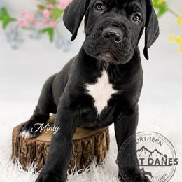 Minty - Black female Great Dane puppy in Sac City, Iowa from Northern Great Danes of Colorado & Iowa